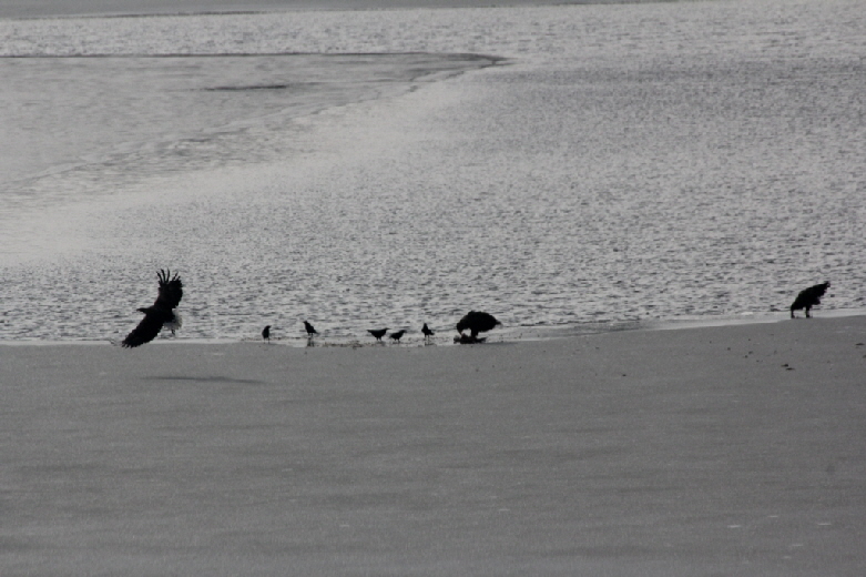 Seeadler auf dem Schmalensee 