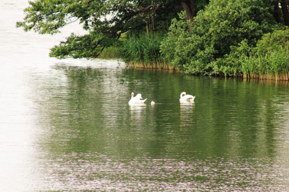 Schwanenfamilie auf dem Schmalensee im Juni