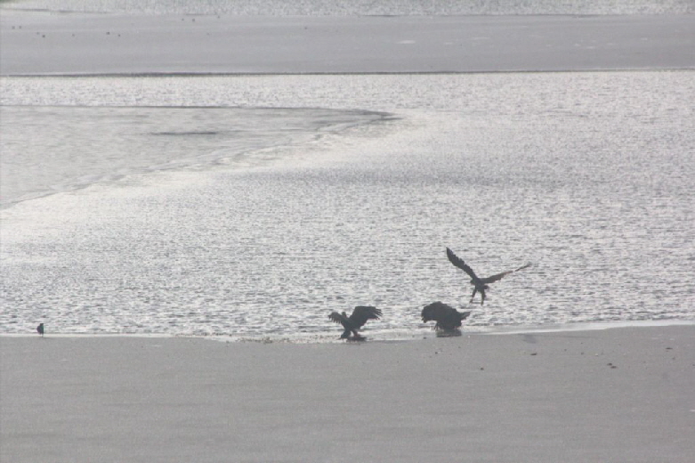 Seeadler auf dem Schmalensee im Januar 2019
