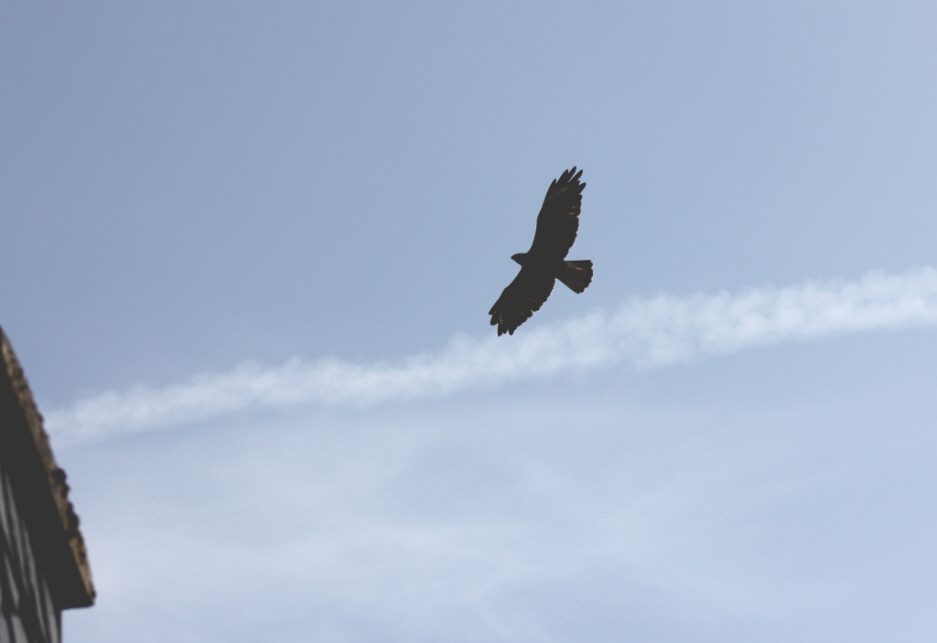 Seeadler