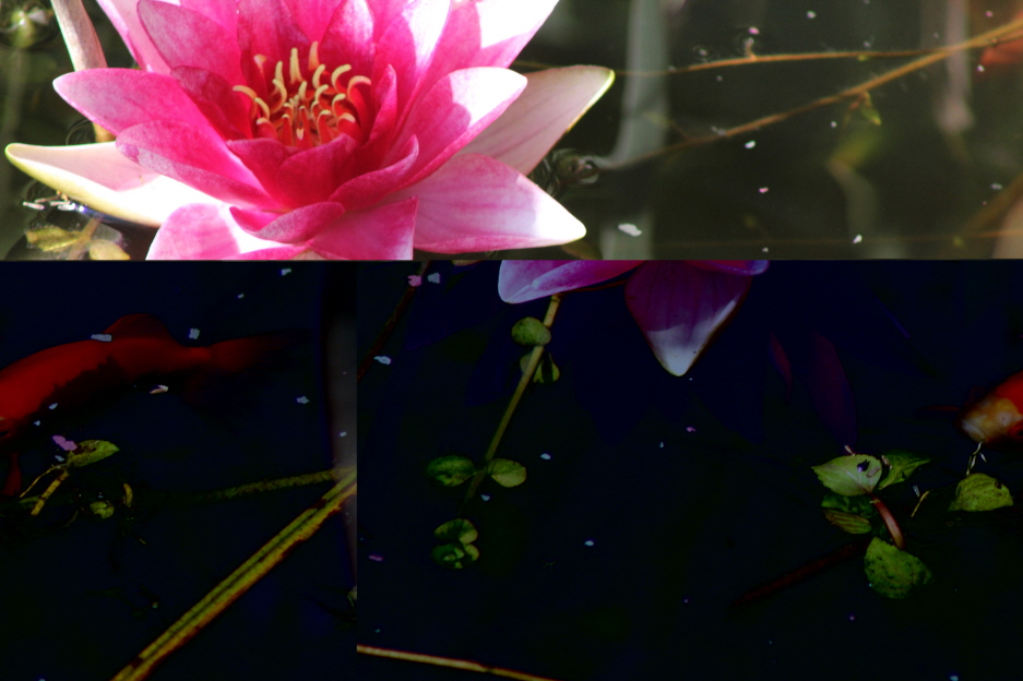 Seerose