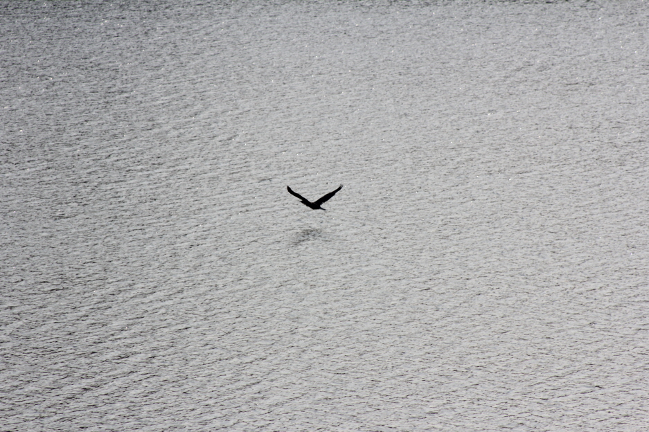 Beuteflug