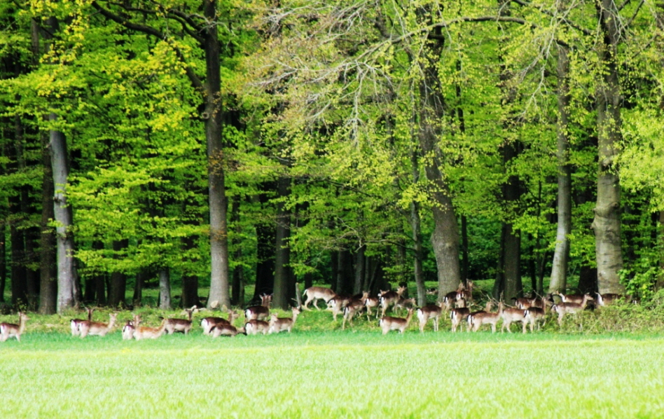 Damwild bei Schmalensee