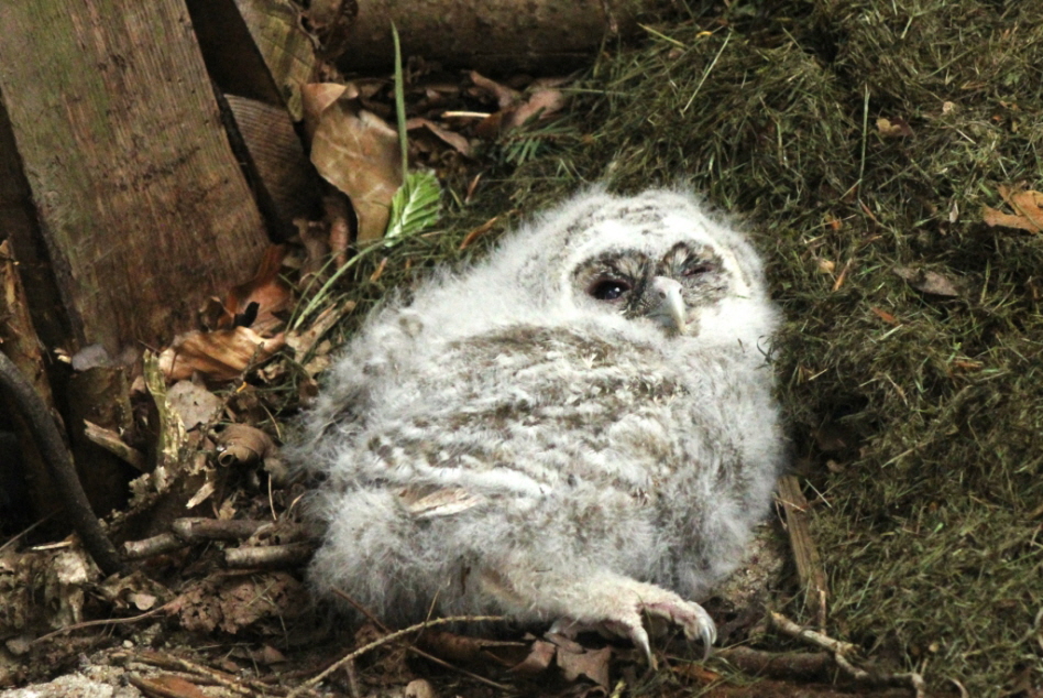 2017 05 13 Unser kleiner Waldkauz ist heute aus seinem Nest gefallen 1