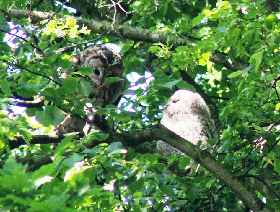 F�tterung eines Waldkauz�stlings und Flugvorbereitungen 