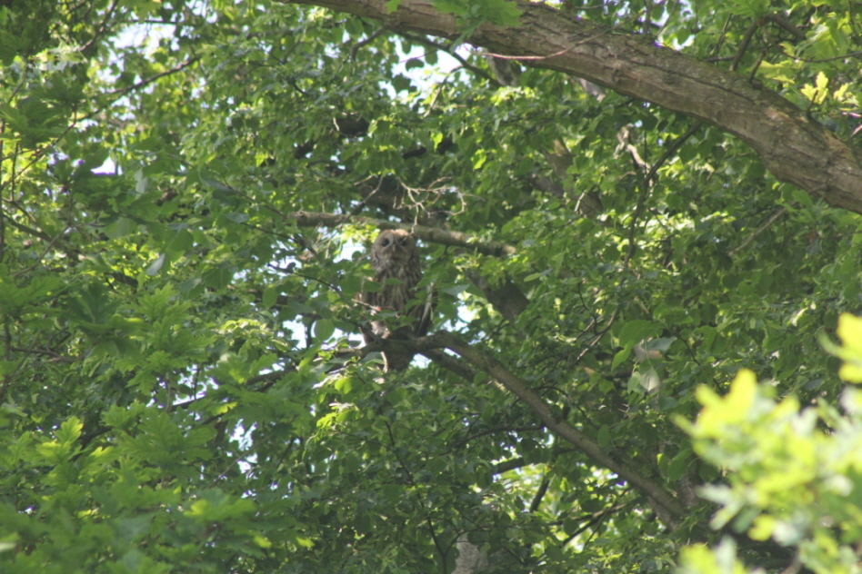 F�tterung eines Waldkauz�stlings und Flugvorbereitungen 