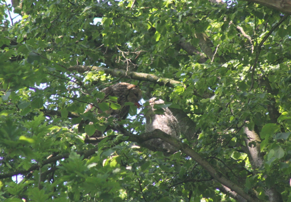 F�tterung eines Waldkauz�stlings und Flugvorbereitungen 