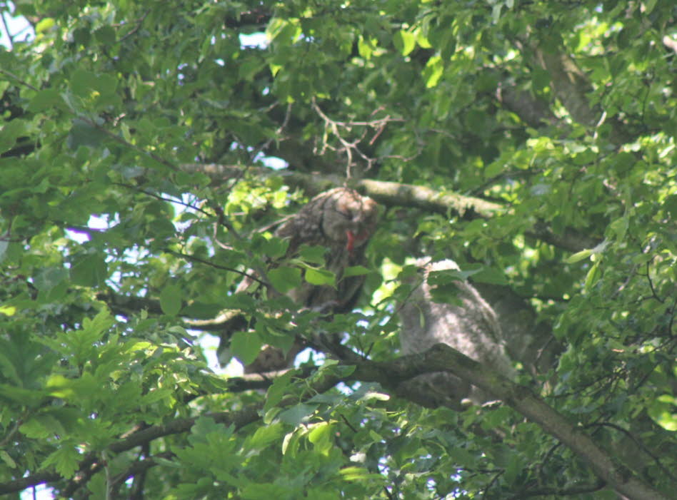 F�tterung eines Waldkauz�stling und Flugvorbereitungen (5)