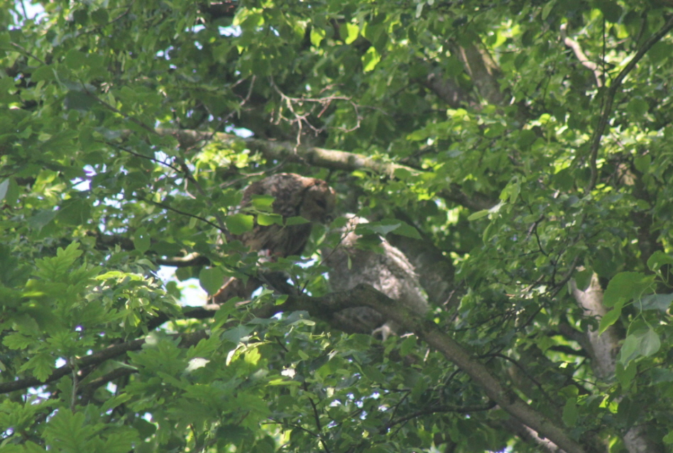 F�tterung eines Waldkauz�stlings und Flugvorbereitungen 
