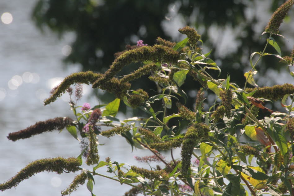 Sp�tsommer am Schmalensee