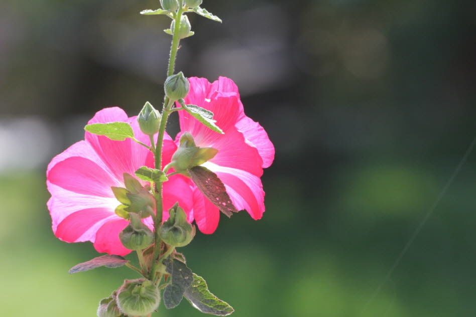 Bauernrose im September 2019