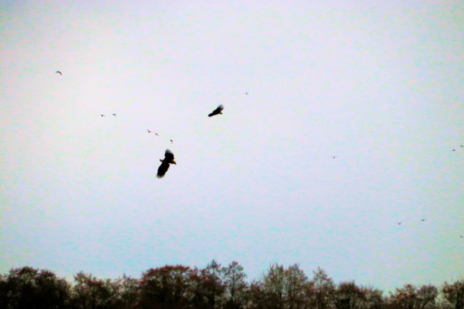 Seeadler über dem Schmalensee 