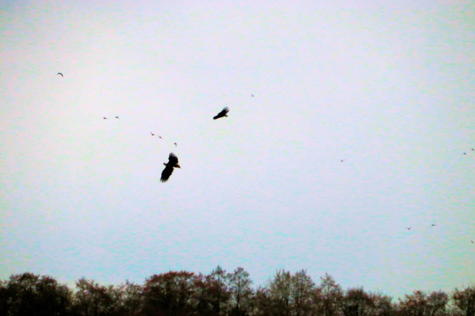 Seeadler �ber dem Schmalensee 