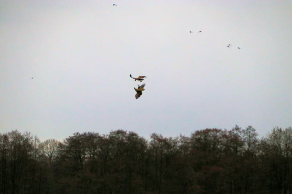 Seeadler �ber dem Schmalensee 