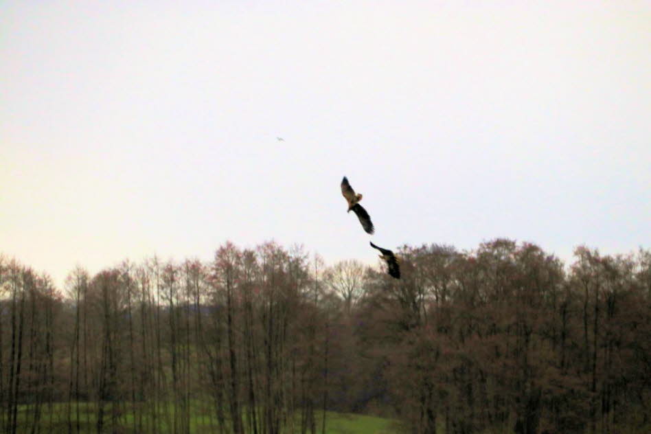 Seeadler �ber dem Schmalensee 