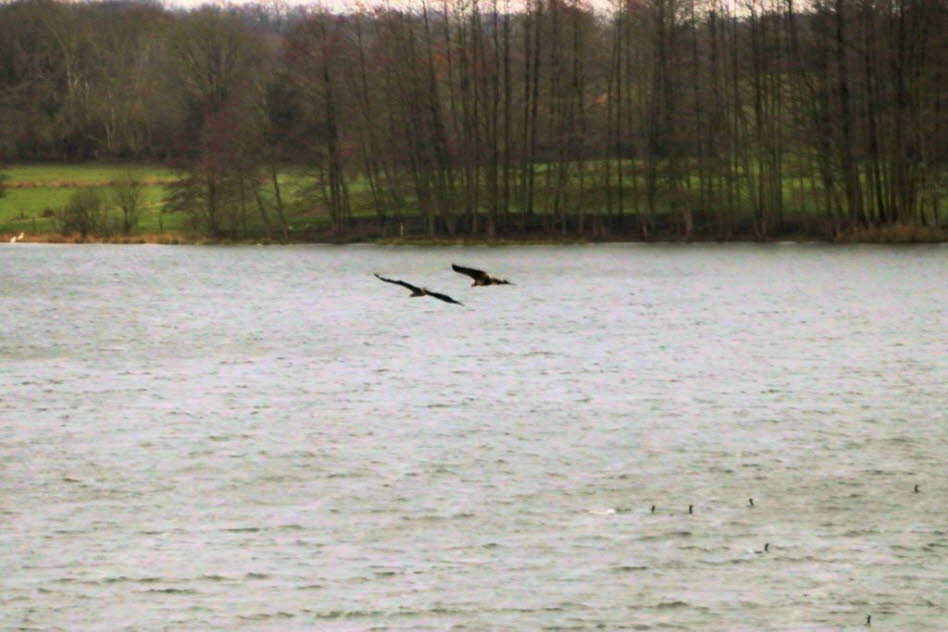 Seeadler �ber dem Schmalensee 