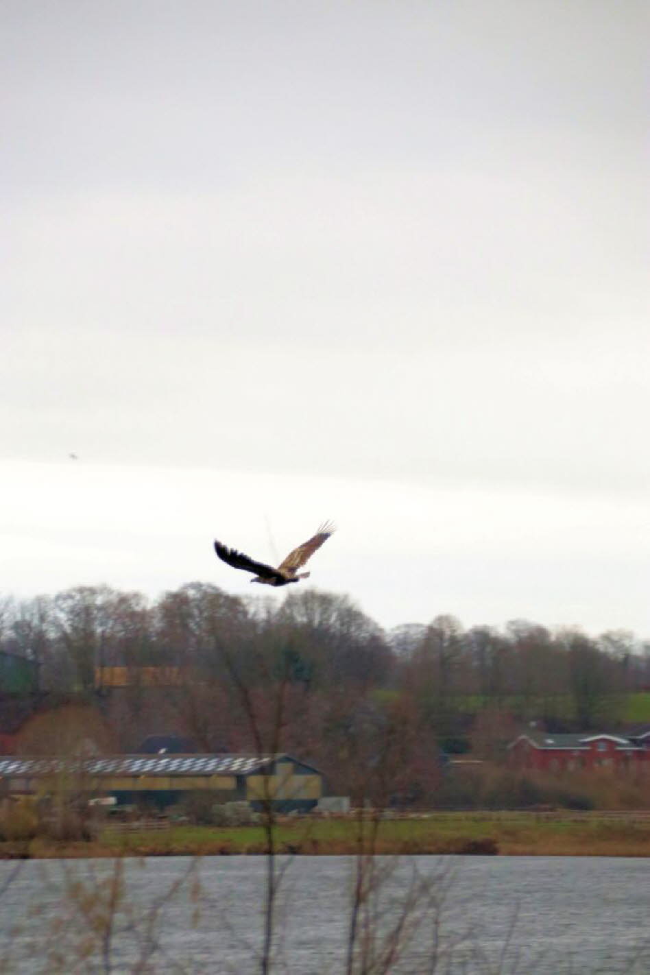 Seeadler �ber dem Schmalensee 