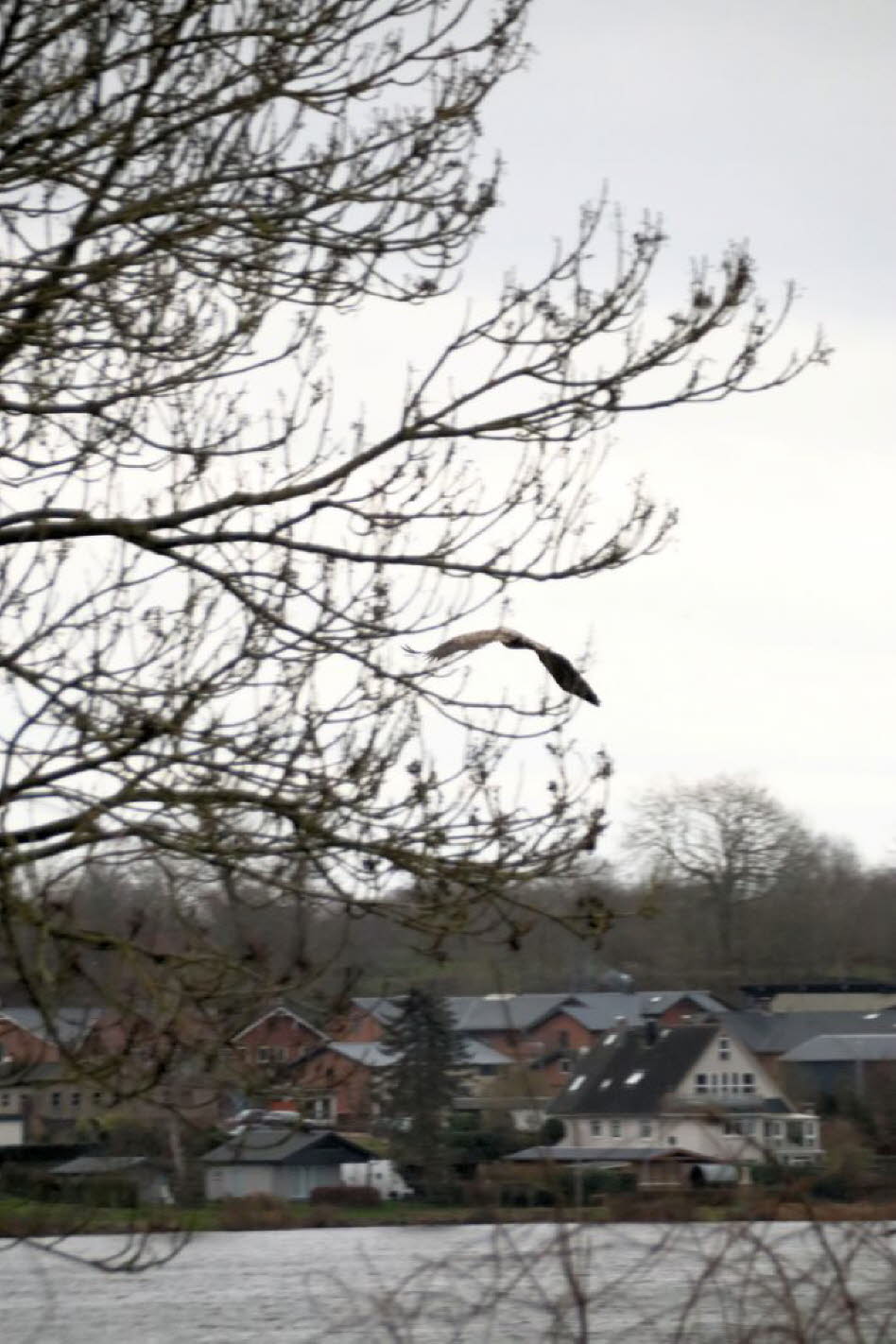 Seeadler �ber dem Schmalensee 