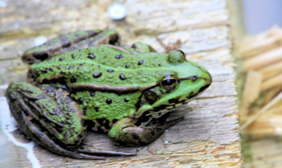 Franz der Frosch
