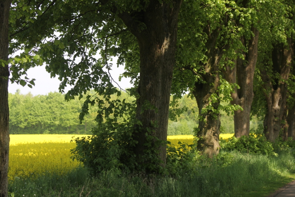 Allee bei Perdoel