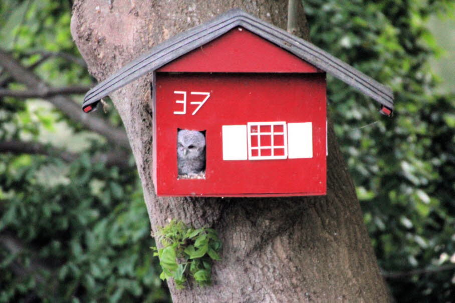 stling schaut ausdem Eulenhaus Belauer Strae 37