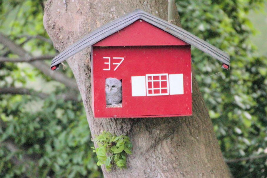 stling schaut ausdem Eulenhaus Belauer Strae 37 