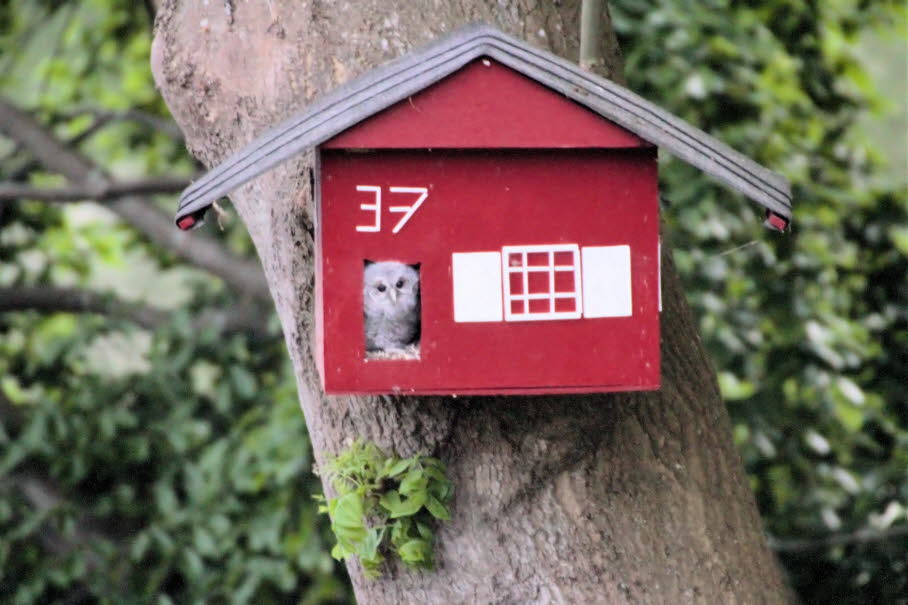 stling schaut ausdem Eulenhaus Belauer Strae 37 