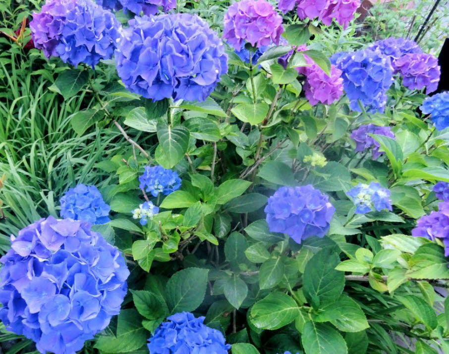 Rainer Maria Rilke:  Blaue Hortensie