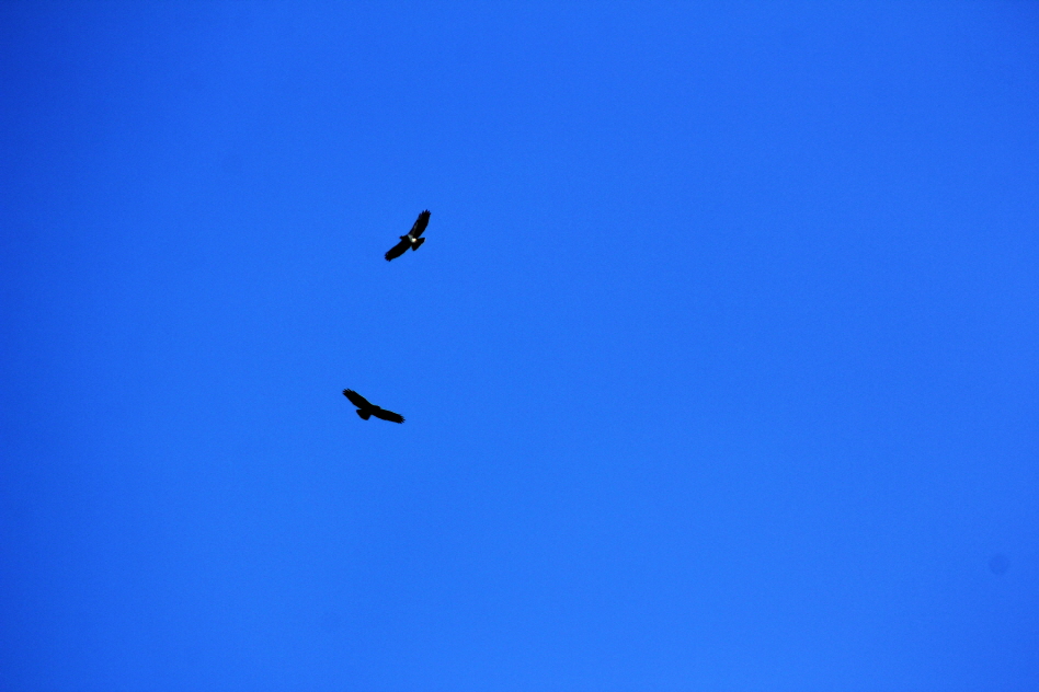 Ein M�usebussard greift den Seeadler an