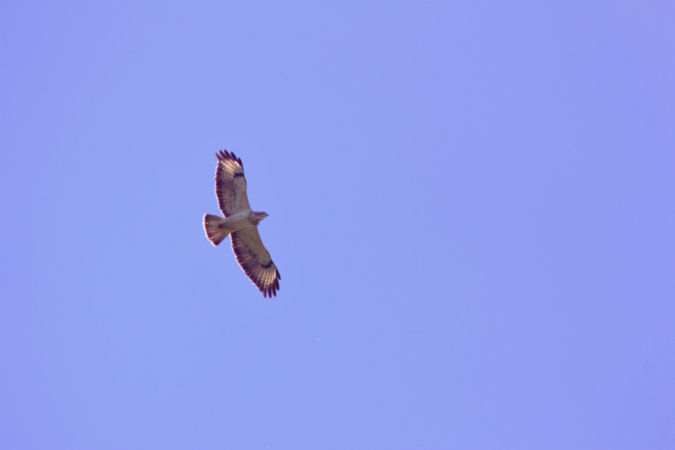 Ein Seeadler n�hert sich den Eulenb�umen