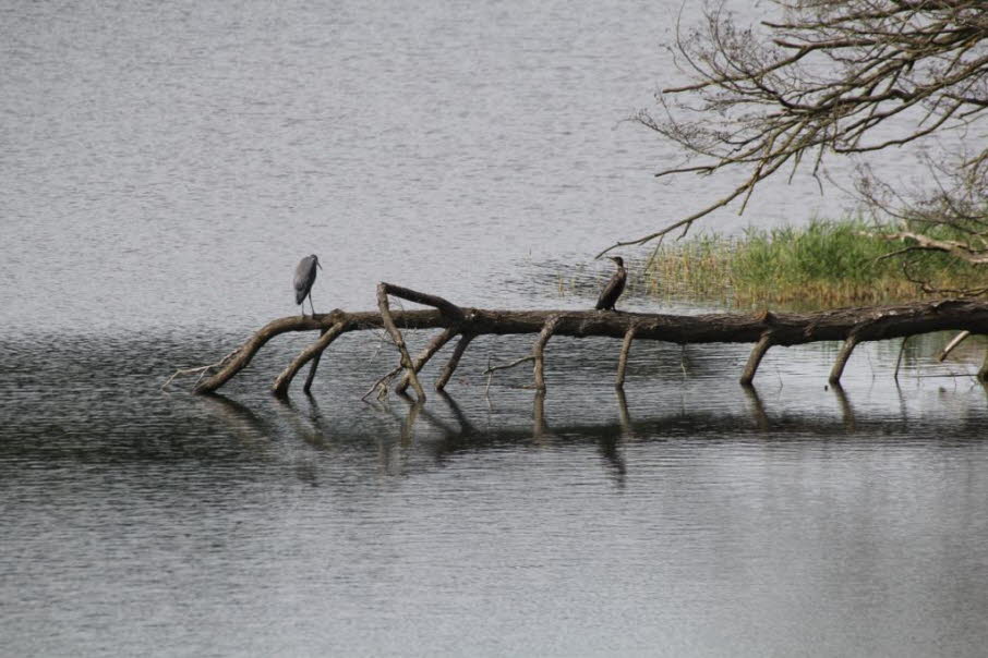 Graureiher mit Kormoran