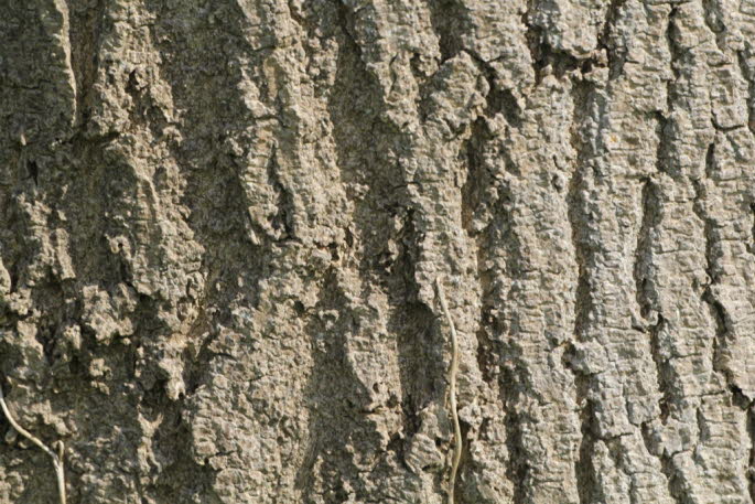 Mythologie: Die Esche ist eng mit den Wikingern verbunden. Yggdrasil, der Weltenbaum in der Wikingermythologie, wuchs auf einer vom Ozean umgebenen Insel, in deren Tiefen die Weltenschlange lag. Der Stamm dieser Esche reichte bis zum Himmel und ihre ste 