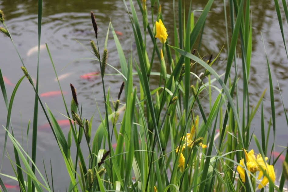 Teich vor der S�dterrasse