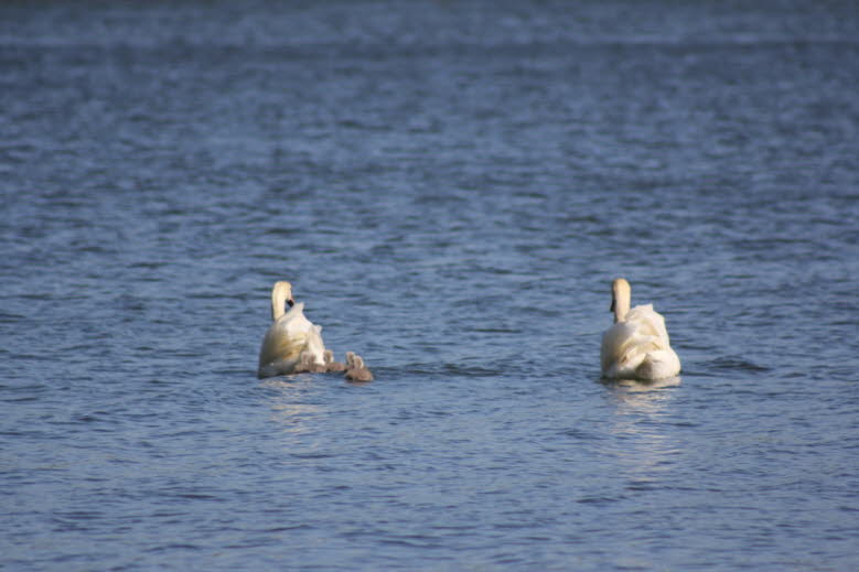 Schwanenfamilie auf dem Schmalensee 