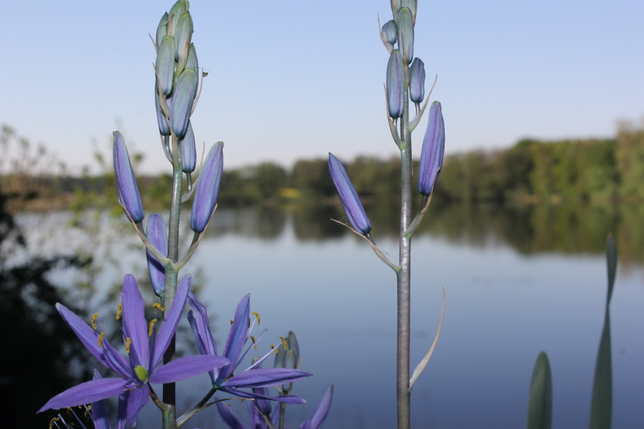 Blick auf den See vom Ferienhaus