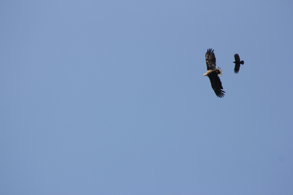 Adler und Greif 