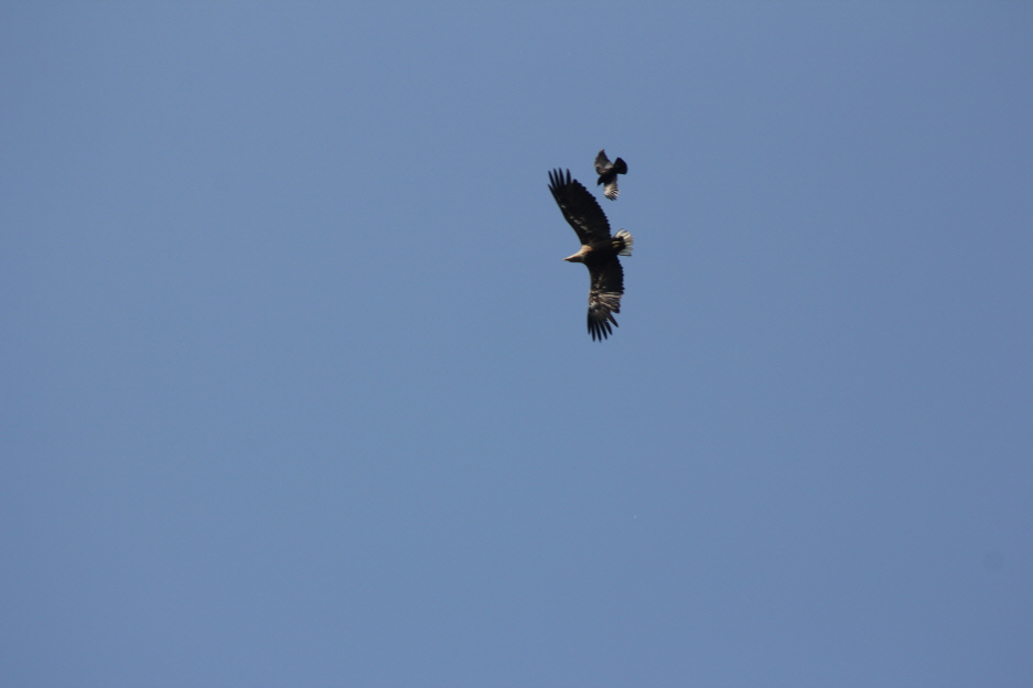Adler und Greif 