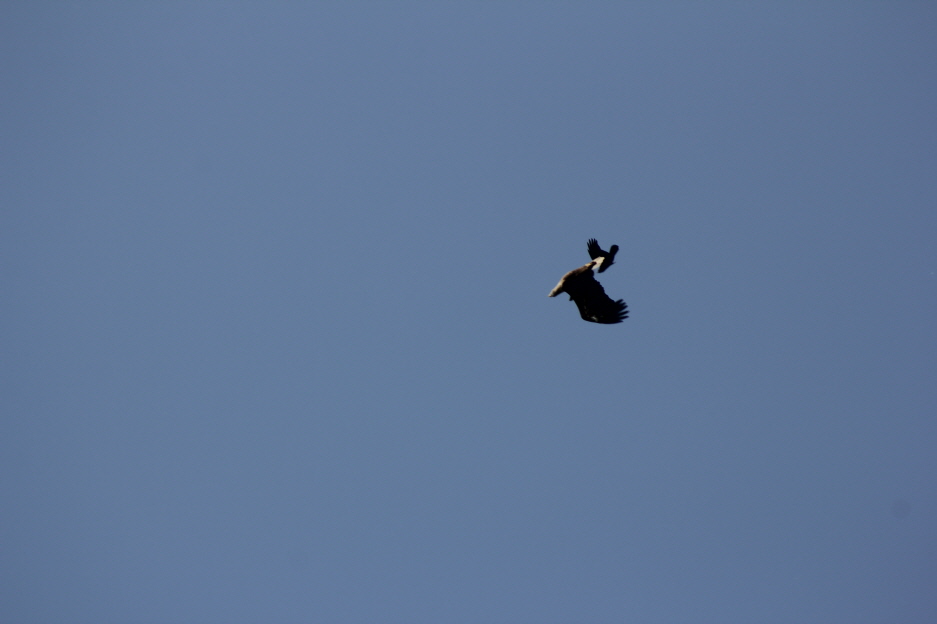 Adler und Greif 