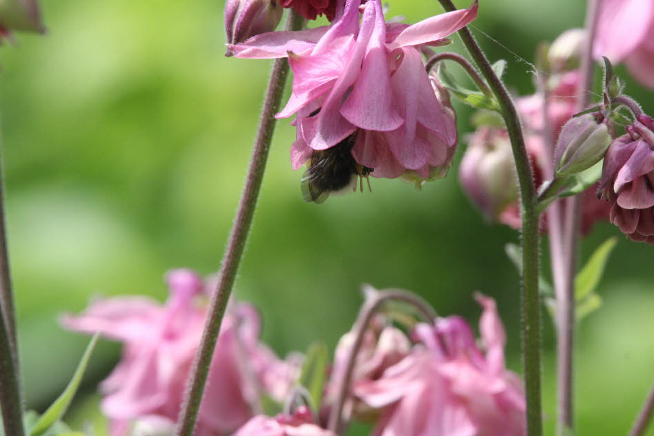 Juni 2022 - Akelei mit Hummel