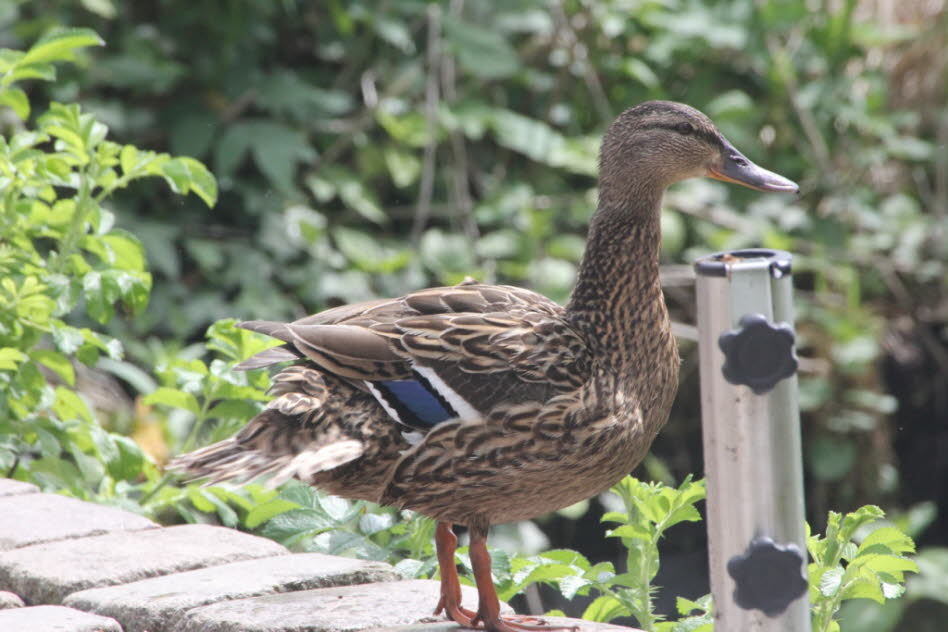 Juni 2022 - eine Stockente putzt sich auf der Terrasse