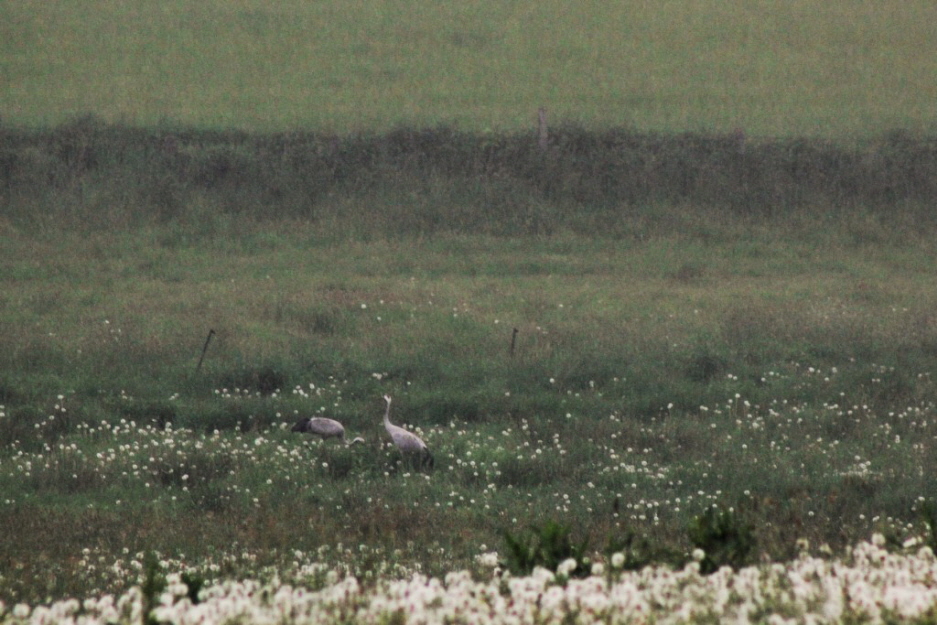 Kraniche auf der Wiese gegenber dem Ferienhaus Ende Mai 2016
