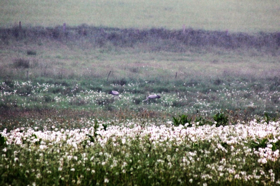 Kraniche auf der Wiese gegenber dem Ferienhaus Ende Mai 2016