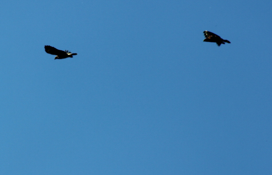 M�usebussard jagt Seeadler