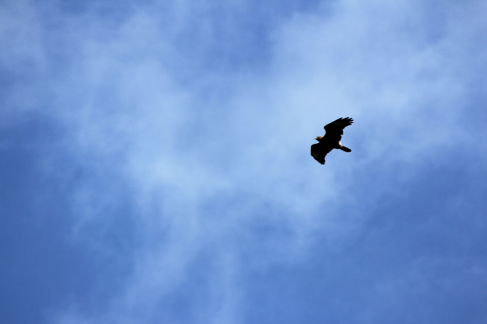M�usebussard