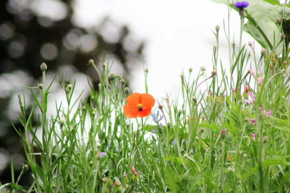 Mohn auf dem Ferienhausgrundstck