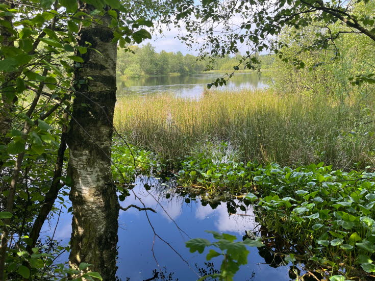 Moorstich mit bestem Wasser  mit Callasgewchsen und Binsen