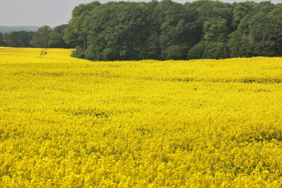 Rapsbl�te in Stolpe 