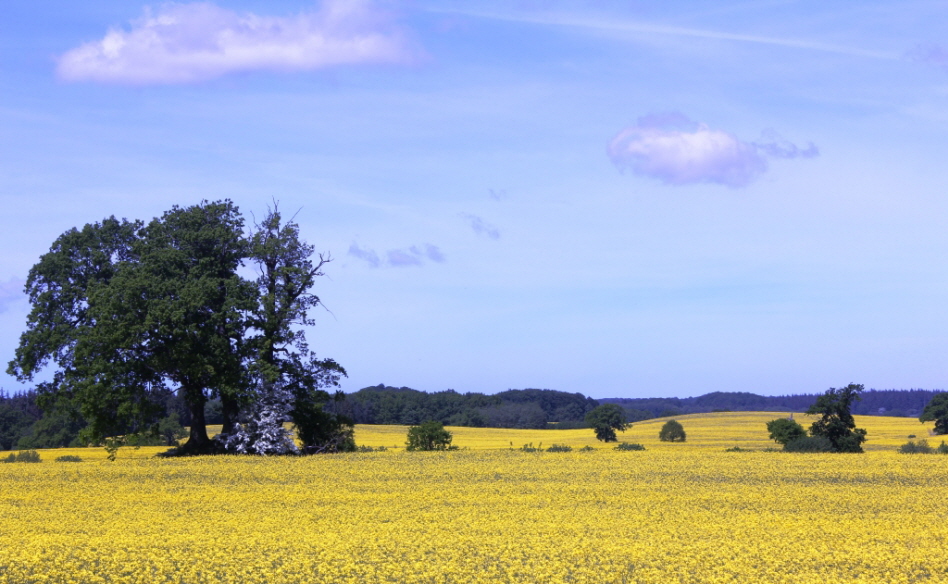 Rapsfeld in der N�he