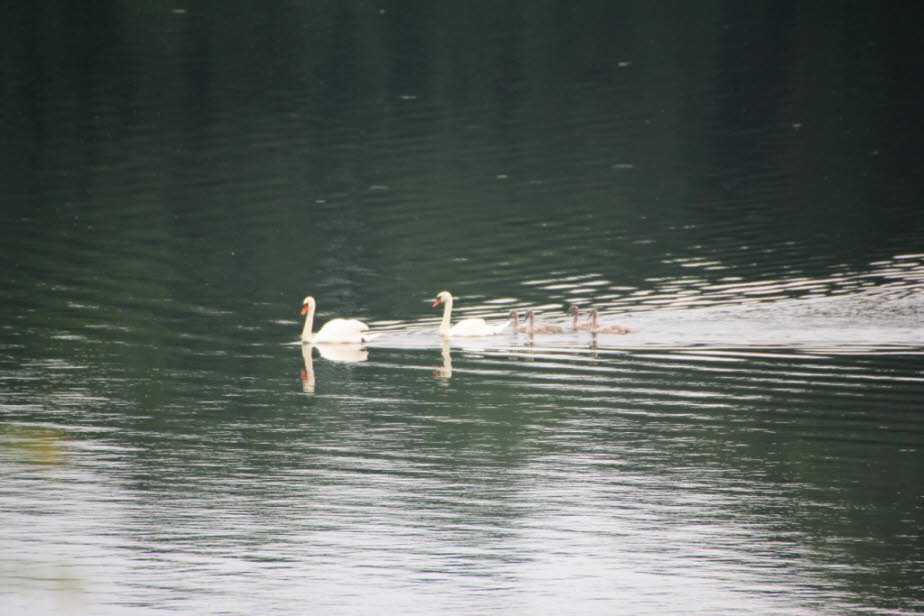 Schwanenfamilie im Juli auf dem Schmalensee