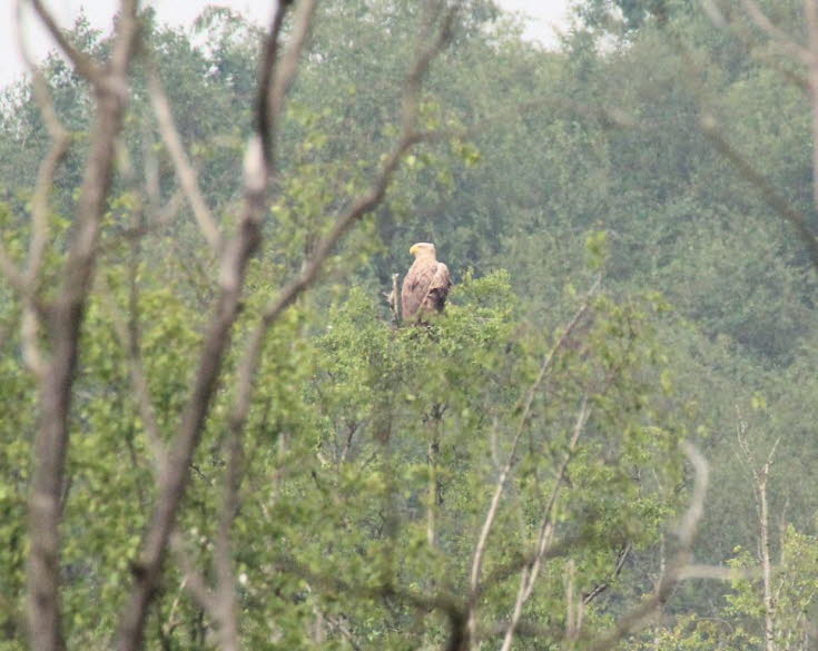 Seeadler